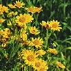 Arnica montana