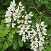 Robinia pseudoacacia