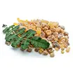 Boswellia serrata
